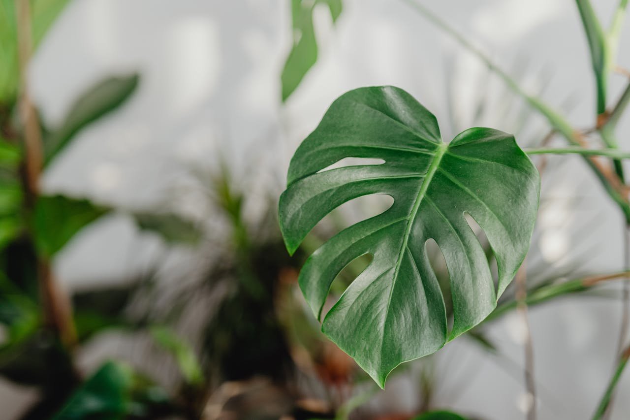 Vibrant green monstera leaf close-up with blurred background indoors.